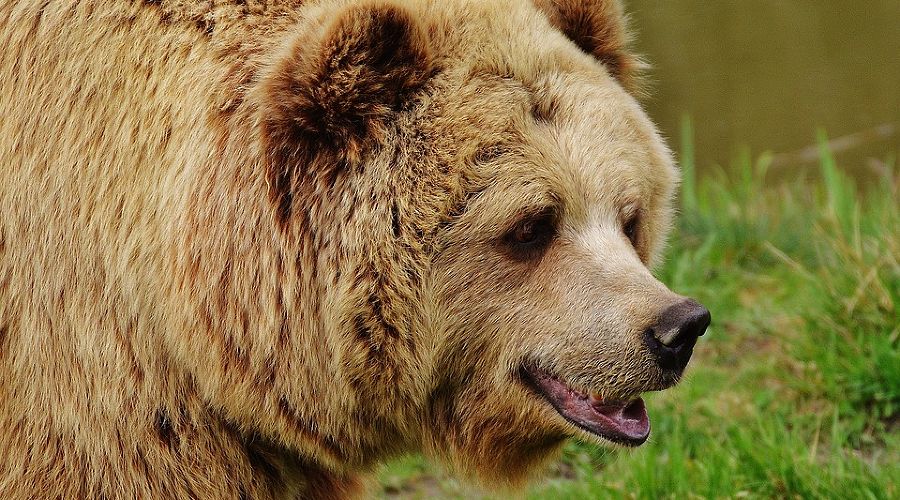  © Фото с сайта pixabay.com