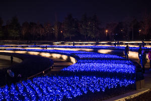 Парк «Краснодар»  с новогодней подсветкой &copy;&nbsp;Фото Елены Синеок, Юга.ру