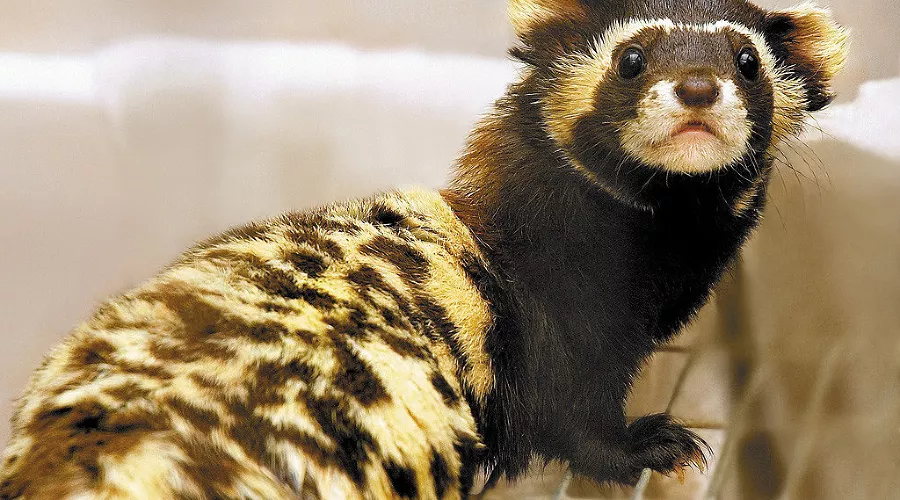  &copy;&nbsp;Фото с сайта ekburg.ru