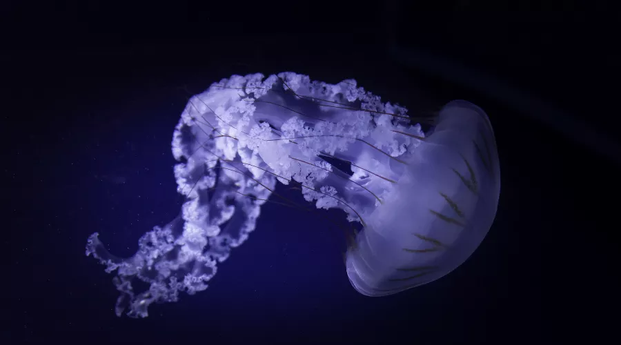  &copy;&nbsp;Фото wirestock, Freepik.com