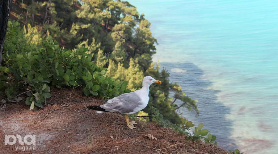  &copy;&nbsp;Фото Марины Солошко, Юга.ру