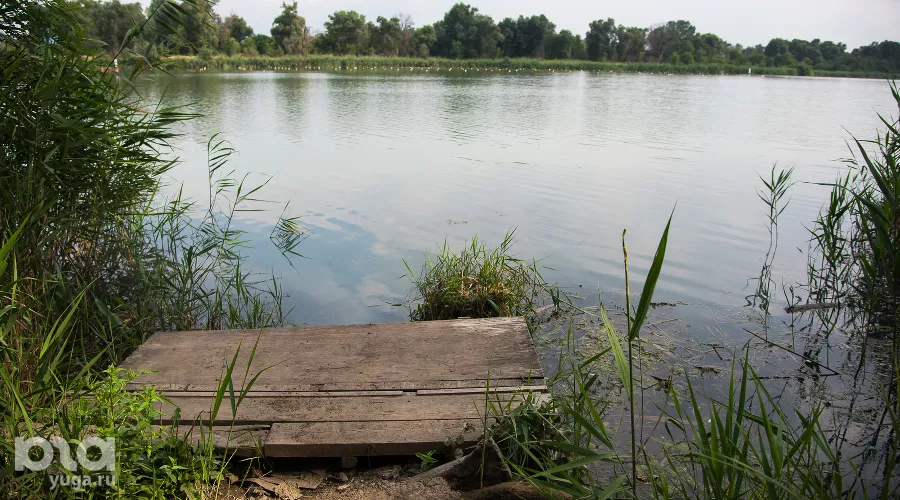 Озеро Старая Кубань, на дальнем берегу — охраняемая природная зона Киргизские плавни &copy;&nbsp;Фото Елены Синеок, Юга.ру