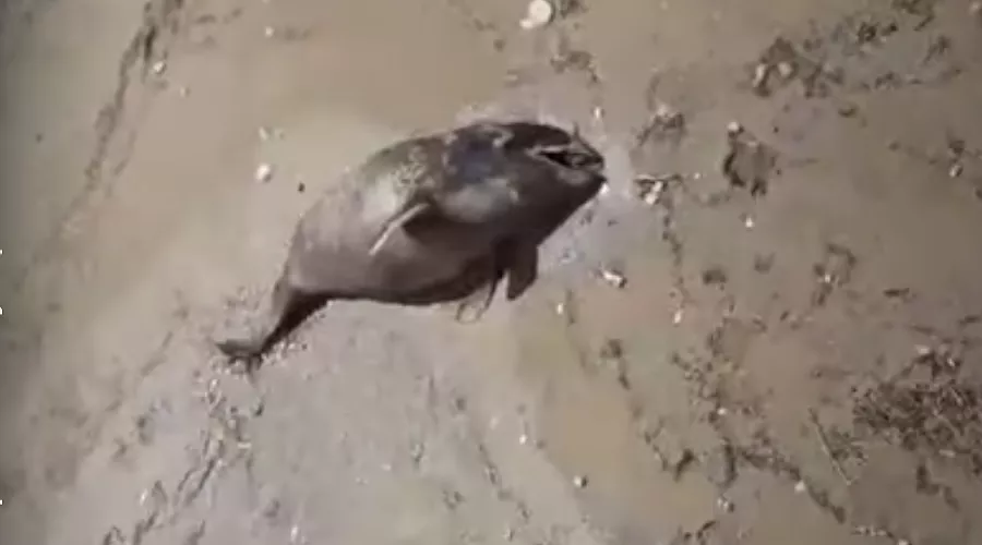  &copy;&nbsp;Скриншот видео, предоставленного очевидцами