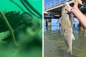  &copy;&nbsp;Скриншот из видео телеграм-канала Kub Mash и скриншот фото блогера Макса Анапского