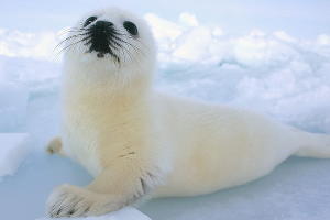 Каспийский тюлень &copy;&nbsp;Фото с сайта Центра природы Кавказа, caucasusnature.ru