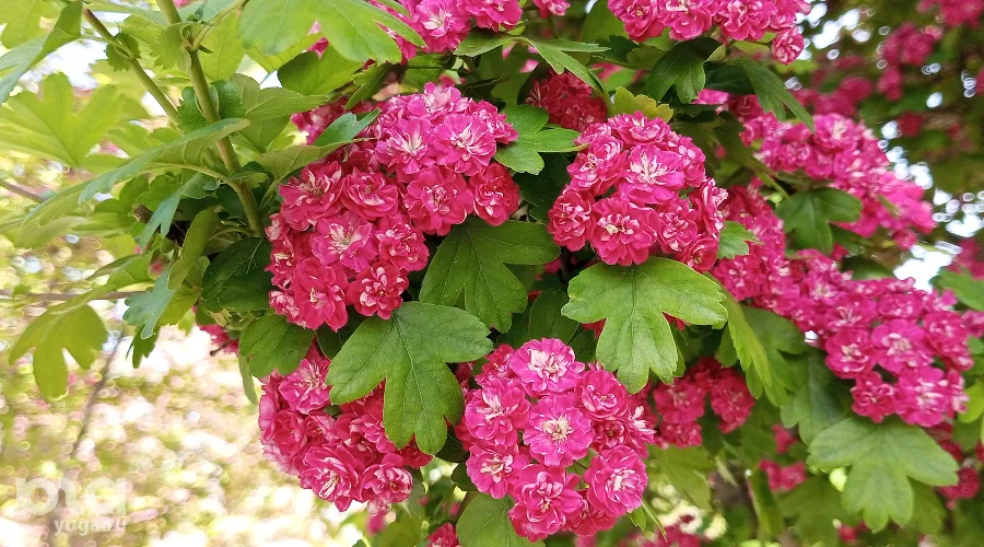  &copy;&nbsp;Фото Андрея Малёваного, Юга.ру