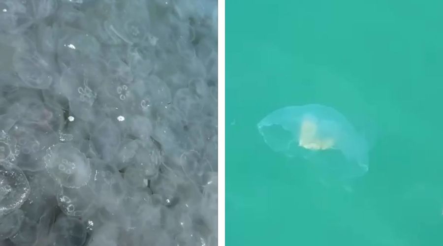  &copy;&nbsp;Скриншот видео из телеграм-канала &laquo;Новости Краснодара и края&raquo; t.me/yug_24_ru