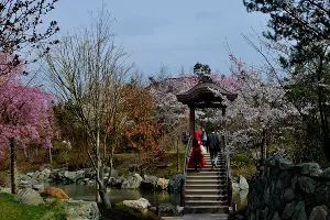 Цветение сакуры в Японском саду Краснодара &copy;&nbsp;Фото Марины Солошко, Юга.ру