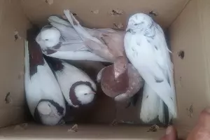  &copy;&nbsp;Фото пресс-службы ГУ МВД по Ставропольскому краю