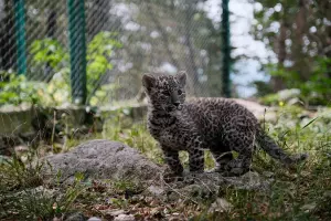  &copy;&nbsp;Скриншот из телеграм-канала &laquo;Центр восстановления леопарда на Кавказе&raquo; https://t.me/leopardcenter/248