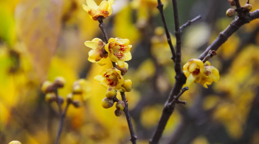 Химонантус, или ледяной цветок &copy;&nbsp;Фото пресс-службы Сочинского нацпарка