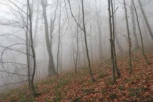  © Фото пресс-службы Кавказского заповедника