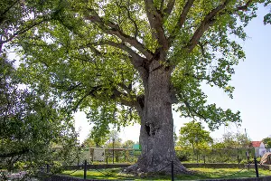 Тюльпановое дерево &copy;&nbsp;Фото Екатерины Штыбиной