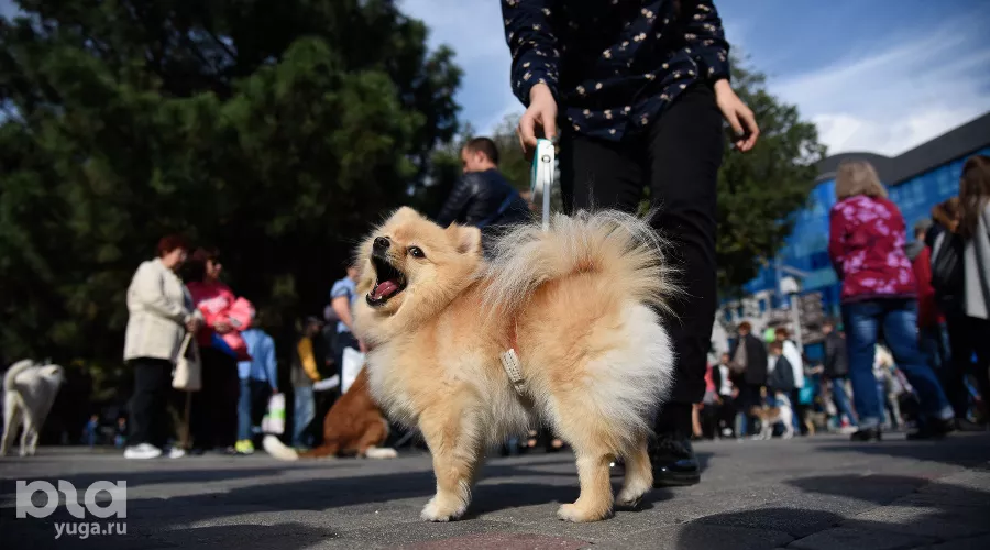  &copy;&nbsp;Елена Синеок, ЮГА.ру