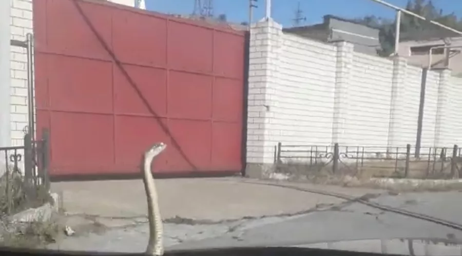  &copy;&nbsp;Скриншот видео из канала Романа Ходжояна, www.youtube.com/channel/UCfT5JxE9h9MigA8emOTeZ-A