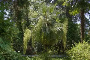 Голубая пальма, или эритея вооруженная &copy;&nbsp;Фото пресс-службы Сочинского нацпарка