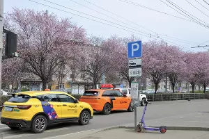 Цветение сливы &laquo;писсарди&raquo; на улице Ставропольской в Краснодаре &copy;&nbsp;Фото Марины Солошко, Юга.ру