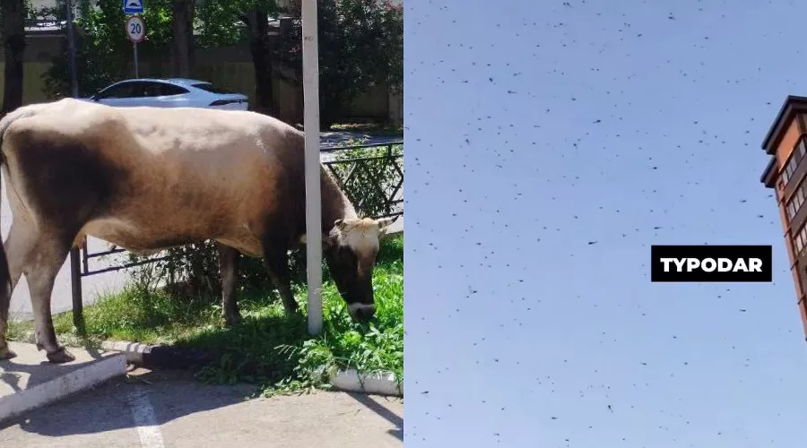  &copy;&nbsp;Скриншоты из телеграм-каналов https://t.me/soch01/13916 и https://t.me/typodar/42487