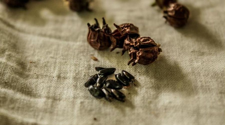 Семена самшита © Фото «НАБУ-Кавказ»