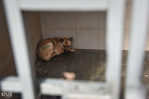  © Фото Елены Синеок, Юга.ру