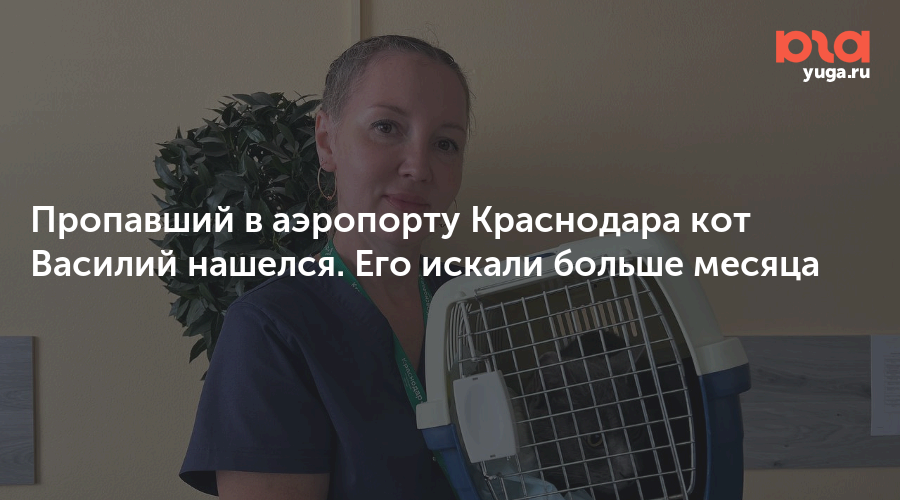 Пропавший в аэропорту Краснодара кот Василий нашелся. Его искали больше месяца