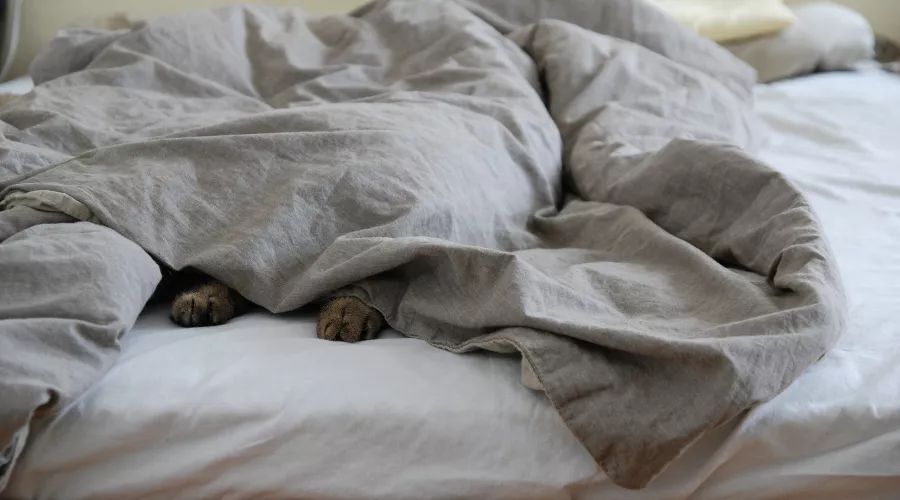  &copy;&nbsp;Фото с сайта pixabay.com