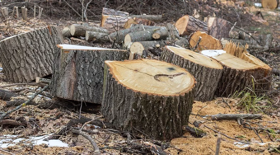  &copy;&nbsp;Фото с сайта pixabay.com