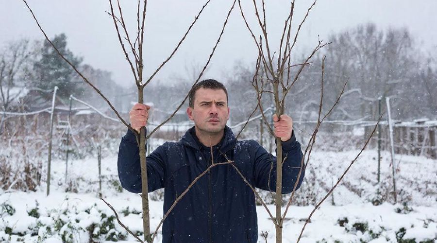 деревья &copy;&nbsp;Изображение сгенерировано нейросетью Gigachat