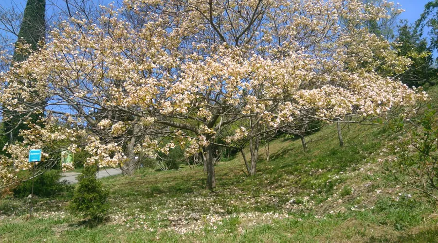 Цветущий тунг в сочинском дендрарии &copy;&nbsp;Фото пресс-службы Сочинского нацпарка