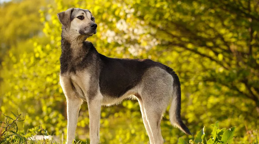  &copy;&nbsp;Фото пресс-службы курорта &laquo;Роза Хутор&raquo;