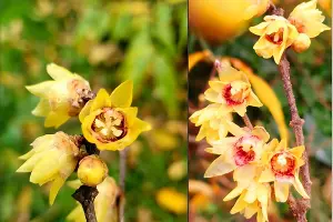  &copy;&nbsp;Коллаж из скриншотов фото из телеграм-канала &laquo;Дендропарк &laquo;Южные культуры&raquo;