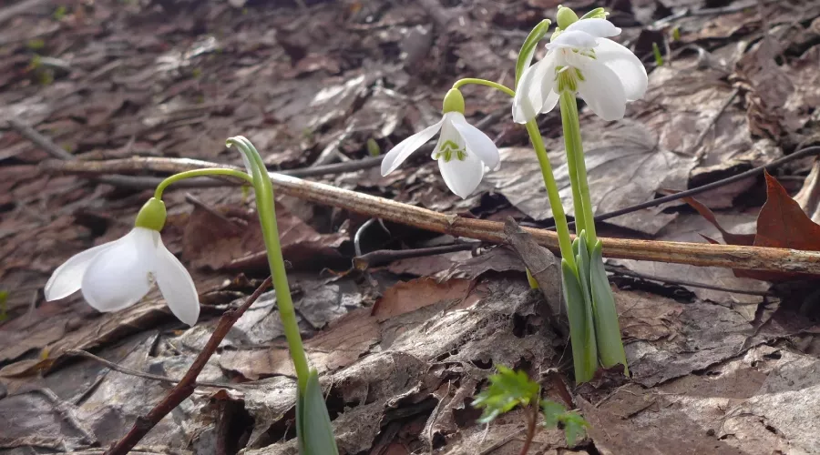  &copy;&nbsp;User Plantarium для Wikipedia.org