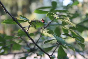  &copy;&nbsp;Фото пресс-службы Сочинского нацпарка