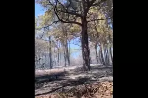  &copy;&nbsp;Кадр из видео краевого лесопожарного центра