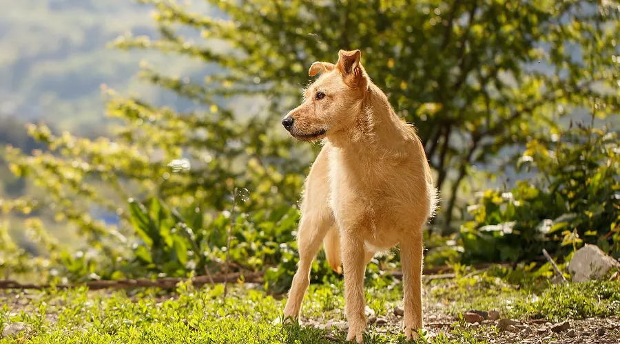  &copy;&nbsp;Фото пресс-службы курорта &laquo;Роза Хутор&raquo;