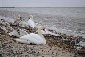  &copy;&nbsp;Скриншот из телеграм-канала &laquo;AhtariLive Приморско-Ахтарск&raquo; https://t.me/AhtariLive/10145