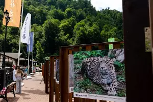  &copy;&nbsp;Фото пресс-службы курорта &laquo;Роза Хутор&raquo;