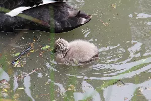 Австралийские черные лебеди &copy;&nbsp;Фото пресс-службы сочинского парка &laquo;Дендрарий&raquo;