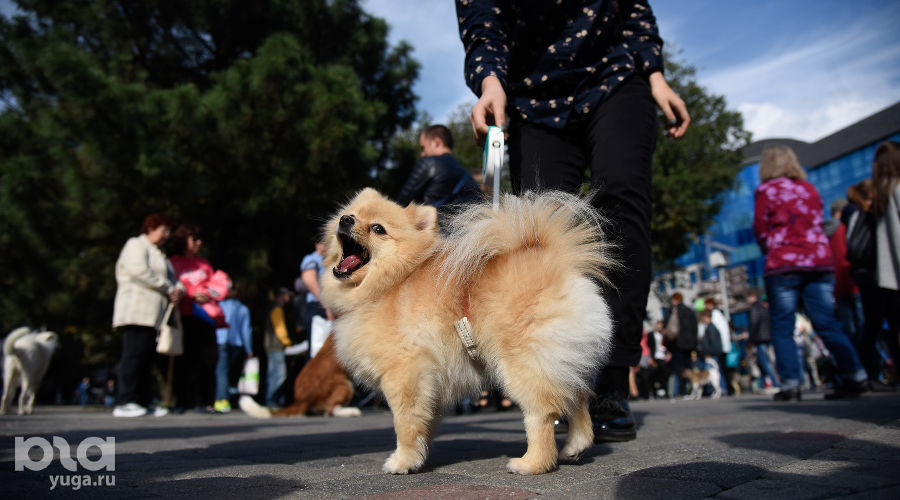  © Елена Синеок, ЮГА.ру