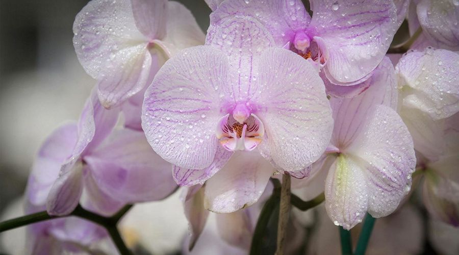 ОРХИДЕЯ &copy;&nbsp;Изображение сгенерировано нейросетью Gigachat