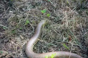 Желтопузик &copy;&nbsp;Фото пресс-службы Сочинского нацпарка