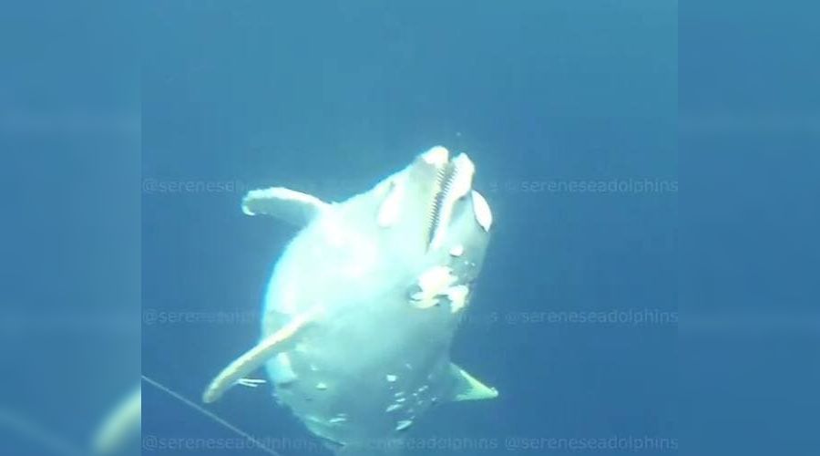  © Скриншот видео из инстаграма Центра спасения и реабилитации морских млекопитающих в Крыму, instagram.com/sereneseadolphins