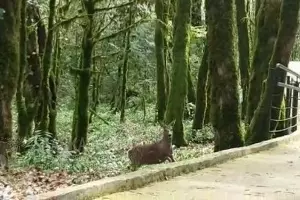  &copy;&nbsp;Кадр из видео пресс-службы Кавказского заповедника