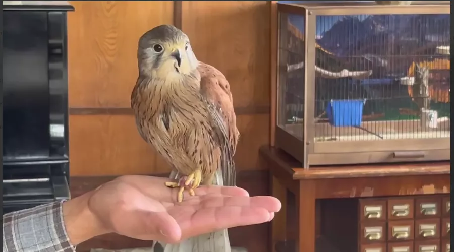  &copy;&nbsp;Скриншот из телеграмм-канала Сочинского географического общества https://t.me/sochigeograf/3255?single