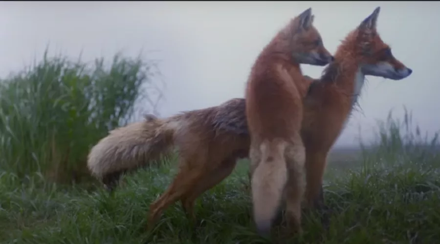 Кадр из трейлера к фильму «Огненный лис» &copy;&nbsp;Скриншот видео с YouTube-канала &laquo;Кинокомпания Каропрокат&raquo;