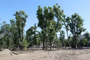 Сквер &laquo;Студенческий&raquo; &copy;&nbsp;Фото пресс-службы администрации Краснодара