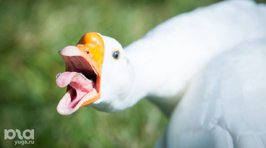 Гусь © Елена Синеок, ЮГА.ру