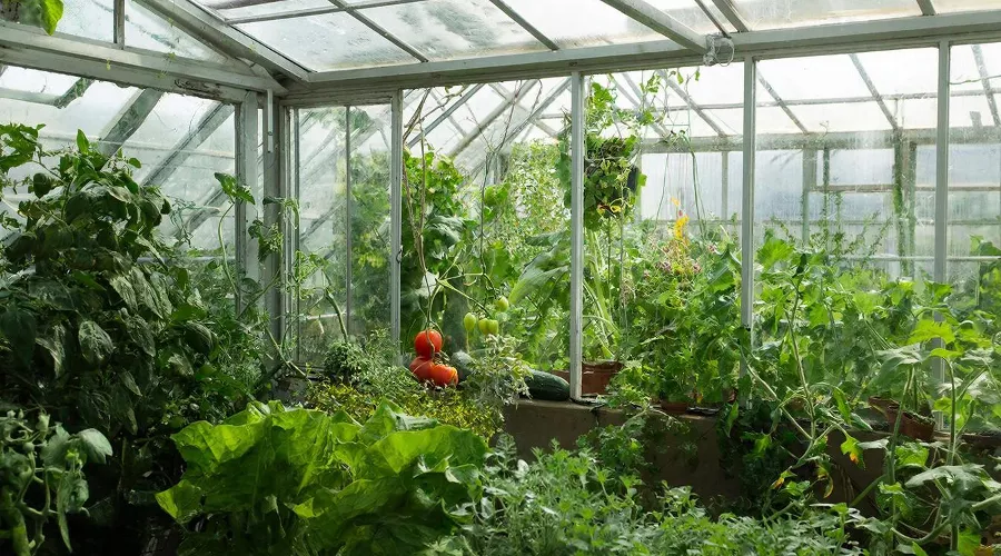 теплица &copy;&nbsp;Изображение сгенерировано нейросетью Gigachat