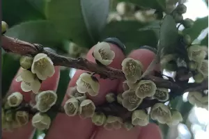 Эврия японская &copy;&nbsp;Скриншот фото со страницы Галины Солтани во ВКонтакте