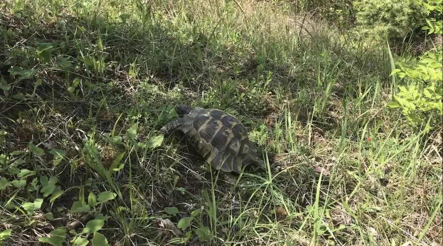  &copy;&nbsp;Скриншот видео нацпарка Сочи